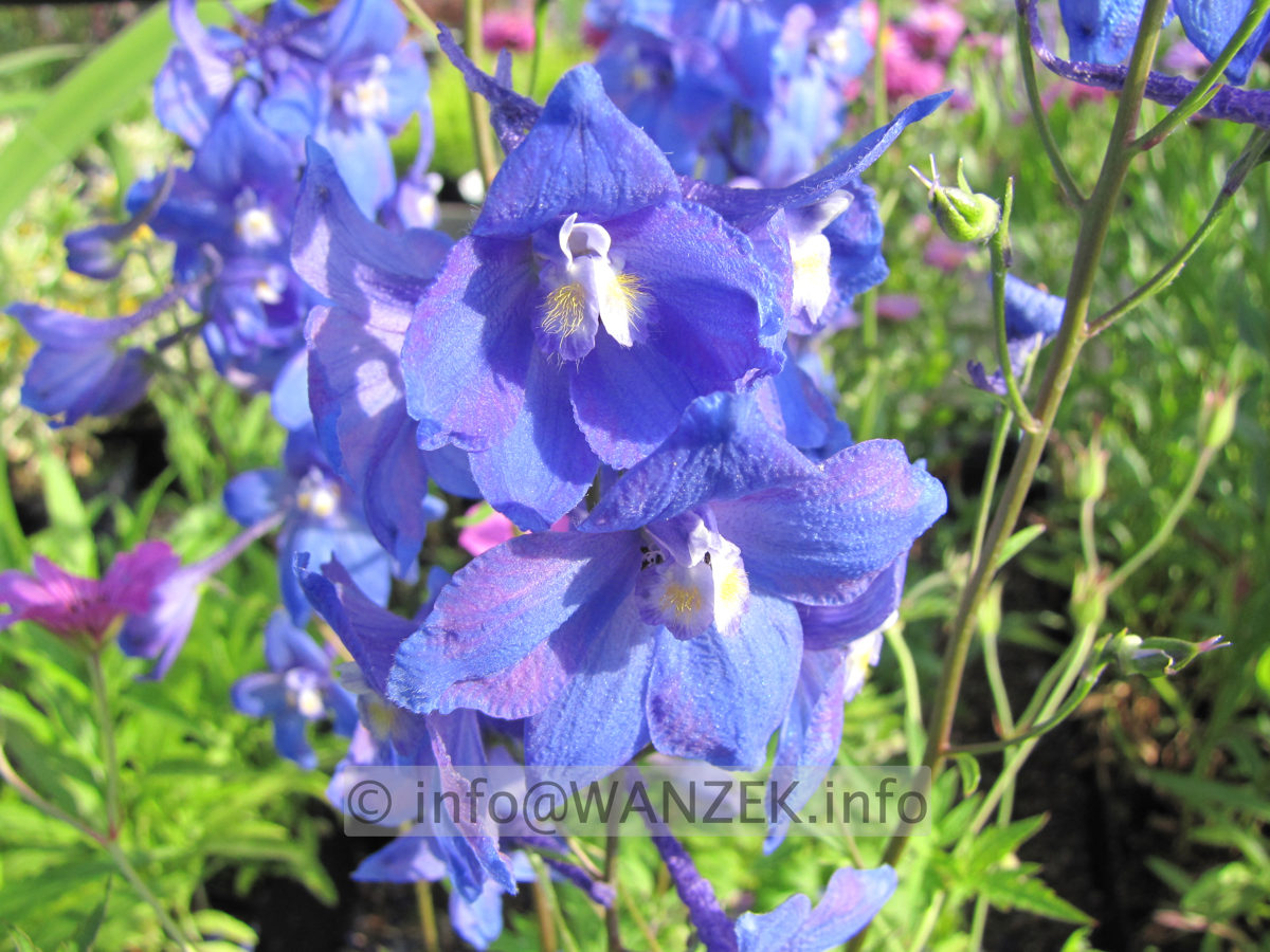Delphinium belladonna Piccolo.JPG